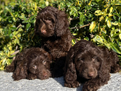 Chocolate Cockapoos in Wicklow 🐶
