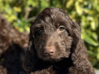 Chocolate Cockapoos in Wicklow 🐶
