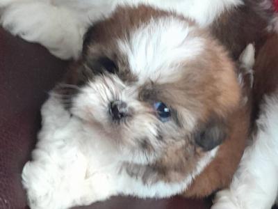 Shih Tzu puppies in Laois