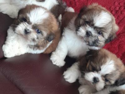 Shih Tzu puppies in Laois