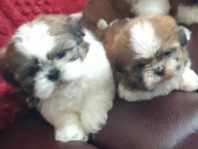 Shih Tzu puppies in Laois