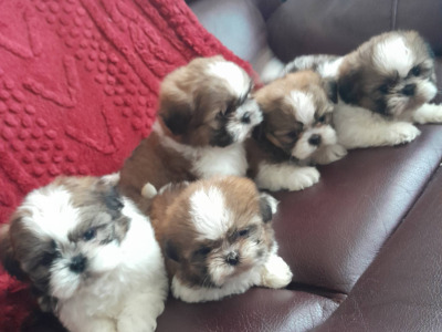 Shih Tzu puppies in Laois