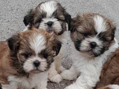 Shih Tzu puppies in Laois