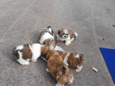Shih Tzu puppies in Laois