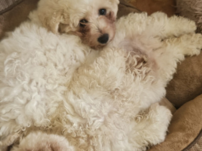 Beautiful Bichon Frise puppies in Tipperary - 2 Males Available