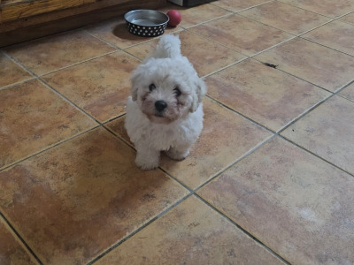 Beautiful Bichon Frise puppies in Tipperary - 2 Males Available
