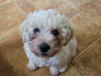 Beautiful Bichon Frise puppies in Tipperary - 2 Males Available