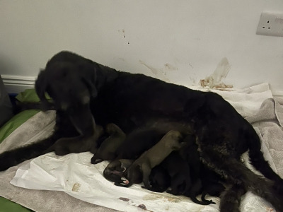 Irish Wolfadoodle F1b Reverse puppies in Tipperary