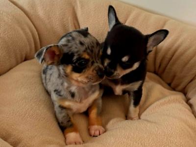 Miniature Chihuahua puppies in Dublin