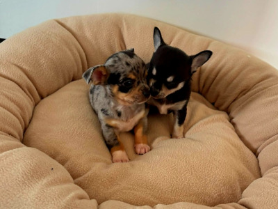 miniature chihuahua
