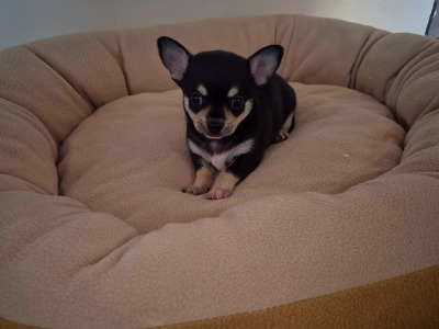 miniature chihuahua