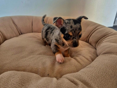 miniature chihuahua