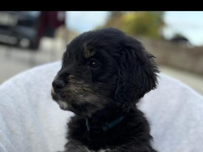 Golden Mountain Doodle puppies for sale. (not neutered, error in ad, will fix asap)
