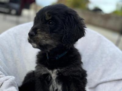 Golden Mountain Doodle puppies for sale in Carlow (0877798820)
