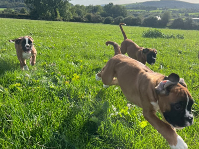 IKC Registered Boxer puppies in Carlow