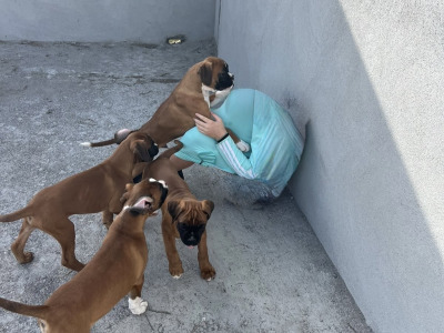 IKC Registered Boxer puppies in Carlow