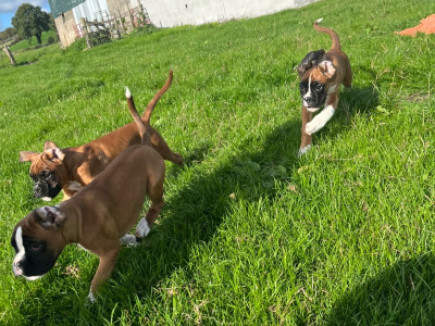 IKC Registered Boxer puppies in Carlow