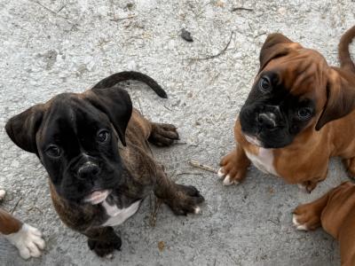IKC Registered Boxer puppies in Carlow