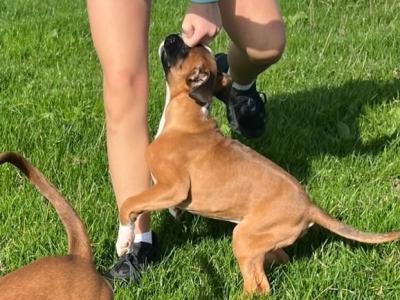 IKC Registered Boxer puppies in Carlow