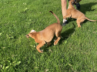 IKC Registered Boxer puppies in Carlow