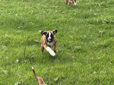 IKC Registered Boxer puppies in Carlow