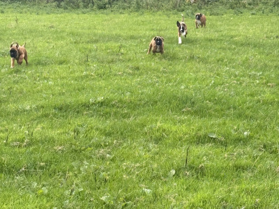 IKC Registered Boxer puppies in Carlow
