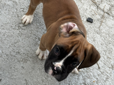 IKC Registered Boxer puppies in Carlow