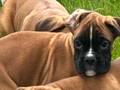 IKC Registered Boxer puppies in Carlow
