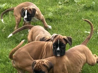 IKC Registered Boxer puppies in Carlow