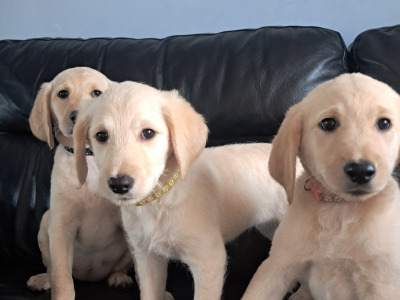 Beautiful Doodle Puppies like Andrex puppies in Roscommon