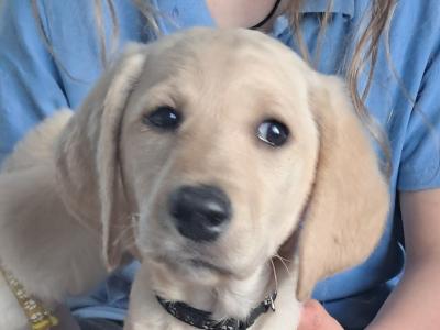 Beautiful Doodle puppies like Andrex puppies in Roscommon