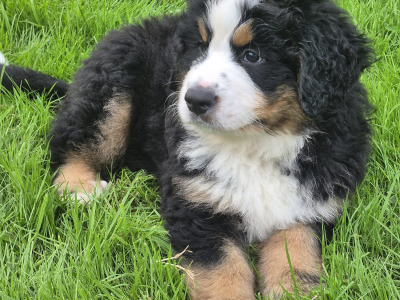 IKC Registered Bernese Mountain Dog puppies for sale in Waterford