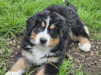 IKC Registered Bernese Mountain Dog puppies for sale in Waterford