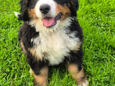 IKC Registered Bernese Mountain Dog puppies for sale in Waterford