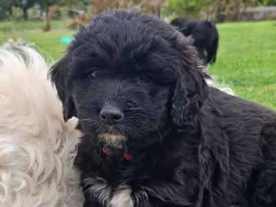 Golden Mountain Doodle puppies for sale. (not neutered, error in ad, will fix asap)