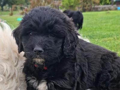 Golden Mountain Doodle puppies for sale in Carlow (0877798820)