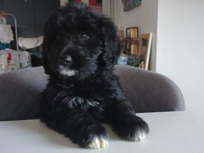 Golden Mountain Doodle puppies for sale in Carlow (0877798820)