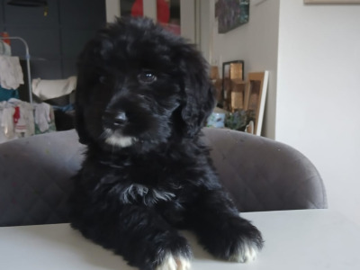 Golden Mountain Doodle puppies for sale. (not neutered, error in ad, will fix asap)