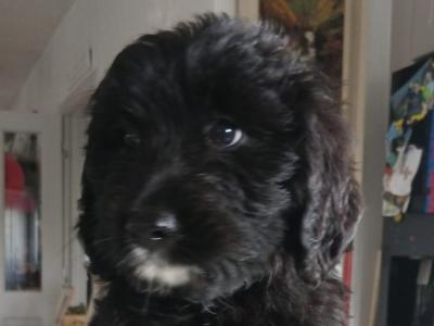 Golden Mountain Doodle puppies for sale. (not neutered, error in ad, will fix asap)