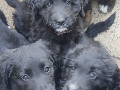 Golden Mountain Doodle puppies for sale. (not neutered, error in ad, will fix asap)