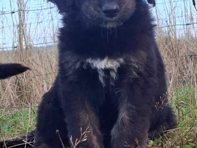 Golden Mountain Doodle puppies for sale. (not neutered, error in ad, will fix asap)