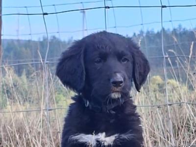 Golden Mountain Doodle puppies for sale. (not neutered, error in ad, will fix asap)