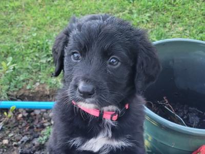 Golden Mountain Doodle puppies for sale in Carlow (0877798820)
