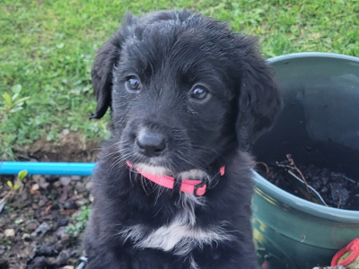 Golden Mountain Doodle puppies for sale. (not neutered, error in ad, will fix asap)