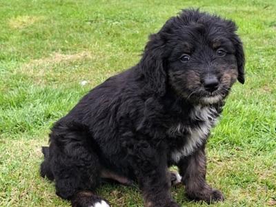 Golden Mountain Doodle puppies for sale in Carlow (0877798820)