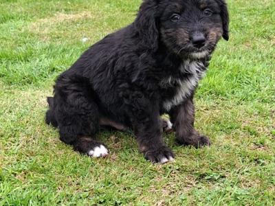 Golden Mountain Doodle puppies for sale. (not neutered, error in ad, will fix asap)
