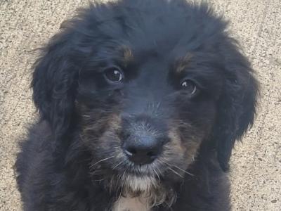Golden Mountain Doodle puppies for sale. (not neutered, error in ad, will fix asap)