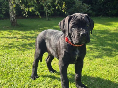IKC Registered Cane Corso puppies in Wexford