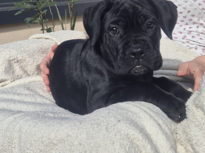 IKC Registered Cane Corso puppies in Wexford