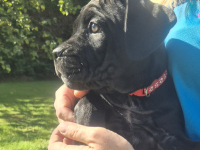 IKC Registered Cane Corso puppies in Wexford